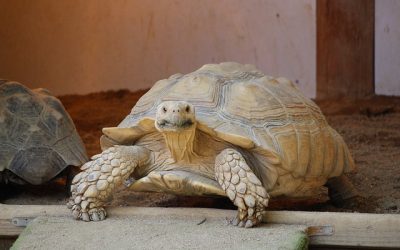 Zoo Insurance – Do you have adequate cover?