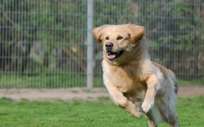 Protect your Clients and your Business: Pet Business Insurance