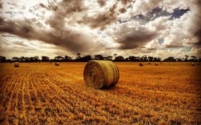 Working in Agriculture: Why Farm Insurance is Essential