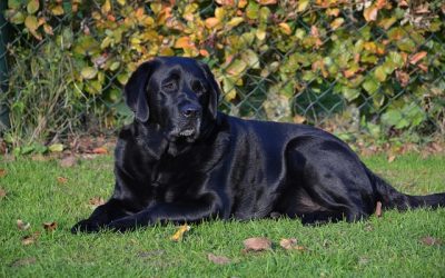 Dog Insurance Helps Keep your Furry Friend in the Best of Health