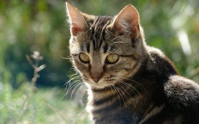 Comprehensive Cat Insurance Protects your Feline Family Members