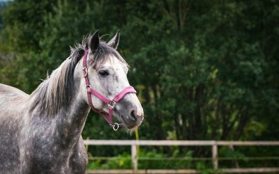 Invest in your Pet: Protect your Pet with Horse Insurance