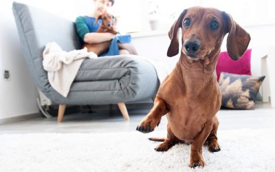Are You Open To Lets With Pets?