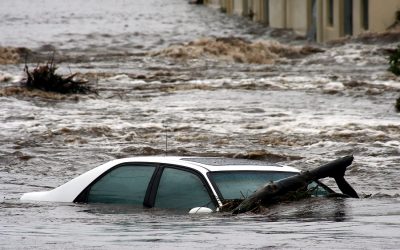 The Oddest Genuine Insurance Claims Made